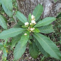 Rauvolfia verticillata (Lour.) Baill.